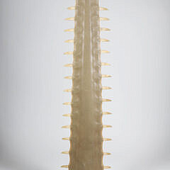2418-54 Sawfish Rostrum Jawbone A 9435_2 JPG