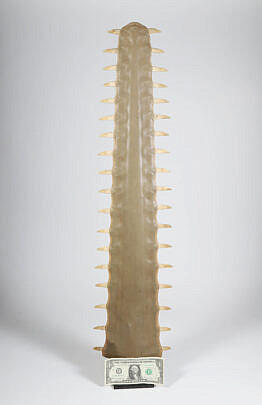 2418-54 Sawfish Rostrum Jawbone A 9435_2 JPG