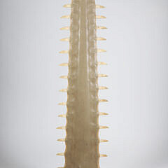 Antique Sawfish Rostrum Jawbone