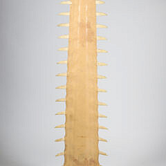 Antique Sawfish Rostrum Jawbone