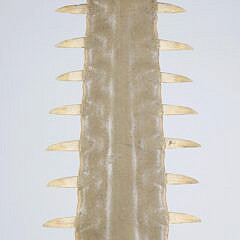 Antique Sawfish Rostrum Jawbone