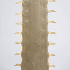 Antique Sawfish Rostrum Jawbone