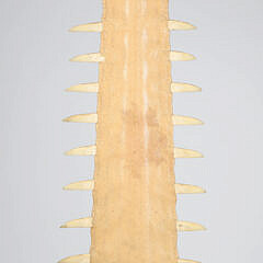 Antique Sawfish Rostrum Jawbone