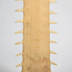 Antique Sawfish Rostrum Jawbone