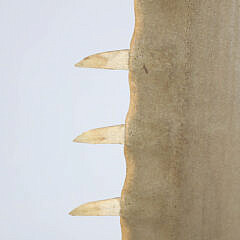 Antique Sawfish Rostrum Jawbone