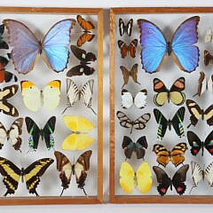 Pair of Framed Butterfly Specimen Shadow Boxes