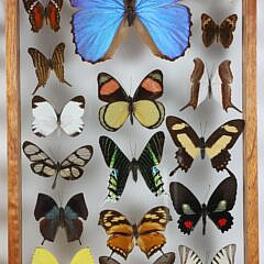 Pair of Framed Butterfly Specimen Shadow Boxes