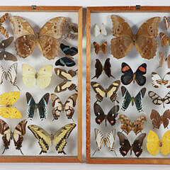 Pair of Framed Butterfly Specimen Shadow Boxes