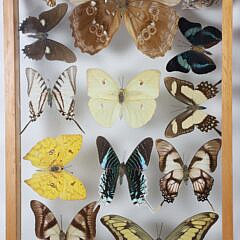 Pair of Framed Butterfly Specimen Shadow Boxes