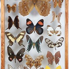 Pair of Framed Butterfly Specimen Shadow Boxes