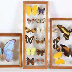 Three Butterfly Specimen Shadow Boxes