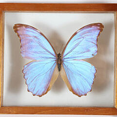 Three Butterfly Specimen Shadow Boxes