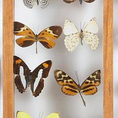 Three Butterfly Specimen Shadow Boxes