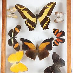 Three Butterfly Specimen Shadow Boxes