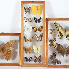Three Butterfly Specimen Shadow Boxes