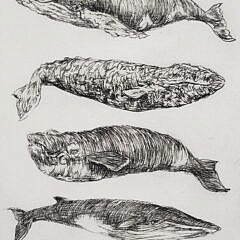 David Lazarus Black and White Etching “6 Whales”