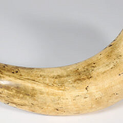 Large Scrimshaw English Steer Horn, 19th Century