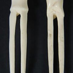 Twelve Carved Bone Twisted Handle Lobster Picks