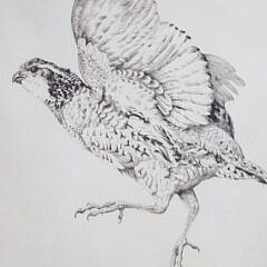 Elizabeth Tuttle Engraving “Grouse”