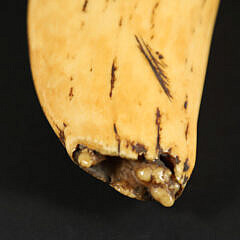 Tambua Ceremonial Fijian Society, Polished Sperm Whale Tooth, early 19th Century
