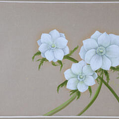 Mary Gary Watercolor On Paper “White Anemone”