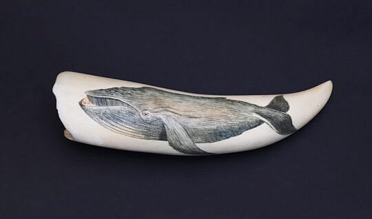Robert Spring Scrimshaw Whale Tooth With Polychrome Right Whale Engraving