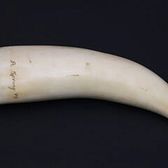 Robert Spring Scrimshaw Whale Tooth With Polychrome Right Whale Engraving