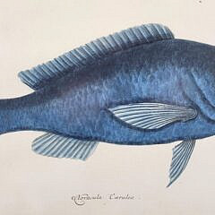 1462-1865 Catesby Parrot Fish A