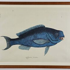 Mark Catesby (1683-1749) Hand Colored Fish Engraving “ Novacula Caerulea”