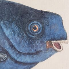 Mark Catesby (1683-1749) Hand Colored Fish Engraving “ Novacula Caerulea”