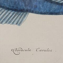 Mark Catesby (1683-1749) Hand Colored Fish Engraving “ Novacula Caerulea”