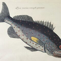 1463-1865 Catesby Rockfish A