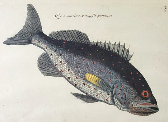1463-1865 Catesby Rockfish A