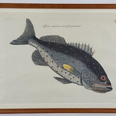 Mark Catesby (1683-1749) Hand Colored Fish Engraving “ Venenosa Punctata”
