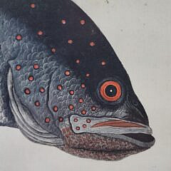 Mark Catesby (1683-1749) Hand Colored Fish Engraving “ Venenosa Punctata”