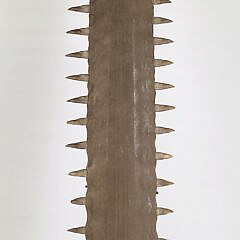 1510-1865 Sawfish Bill A