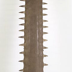 Large Antique Sawfish Bill