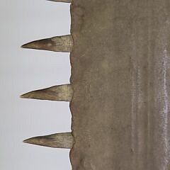 Large Antique Sawfish Bill