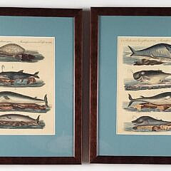 1572-1865 Whale Species Prints A