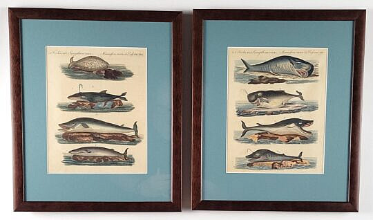 1572-1865 Whale Species Prints A
