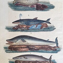 Two Early 19th C. Handcolored Whale Species Engravings