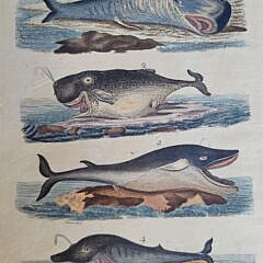 Two Early 19th C. Handcolored Whale Species Engravings