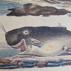 Two Early 19th C. Handcolored Whale Species Engravings
