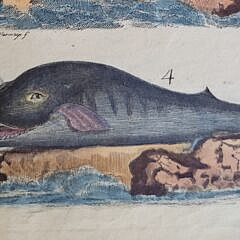 Two Early 19th C. Handcolored Whale Species Engravings