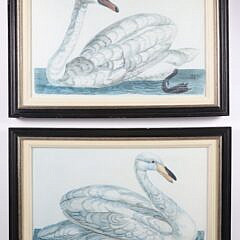 Pair Of Chelsea House Swan Prints