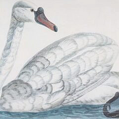 Pair Of Chelsea House Swan Prints