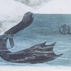 Pair Of Chelsea House Swan Prints