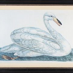 Pair Of Chelsea House Swan Prints