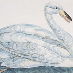 Pair Of Chelsea House Swan Prints