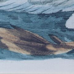 Pair Of Chelsea House Swan Prints